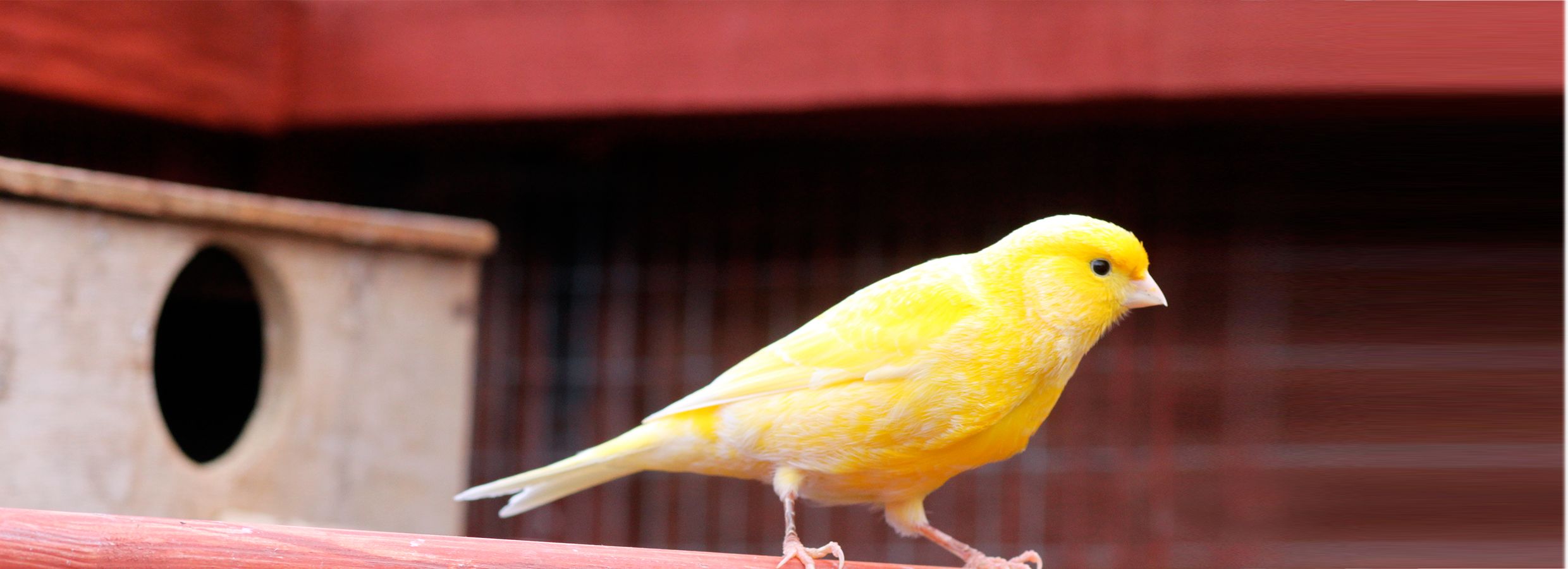 canary pet