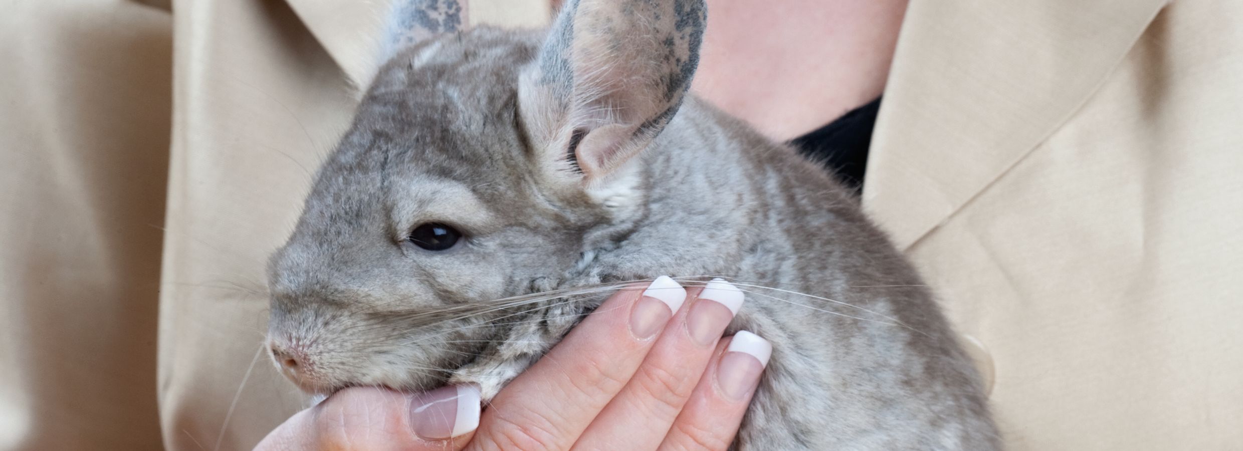 chinchilla petsmart