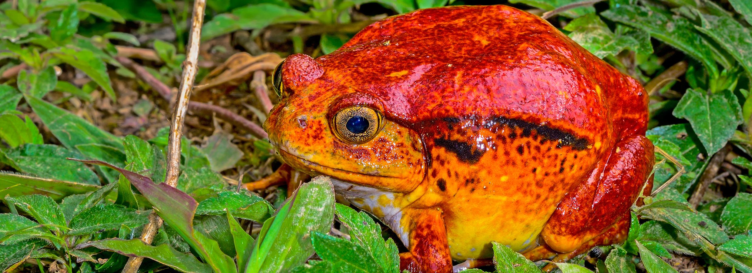 Chubby Frog Tomato Frog Care Sheet Supplies Petsmart