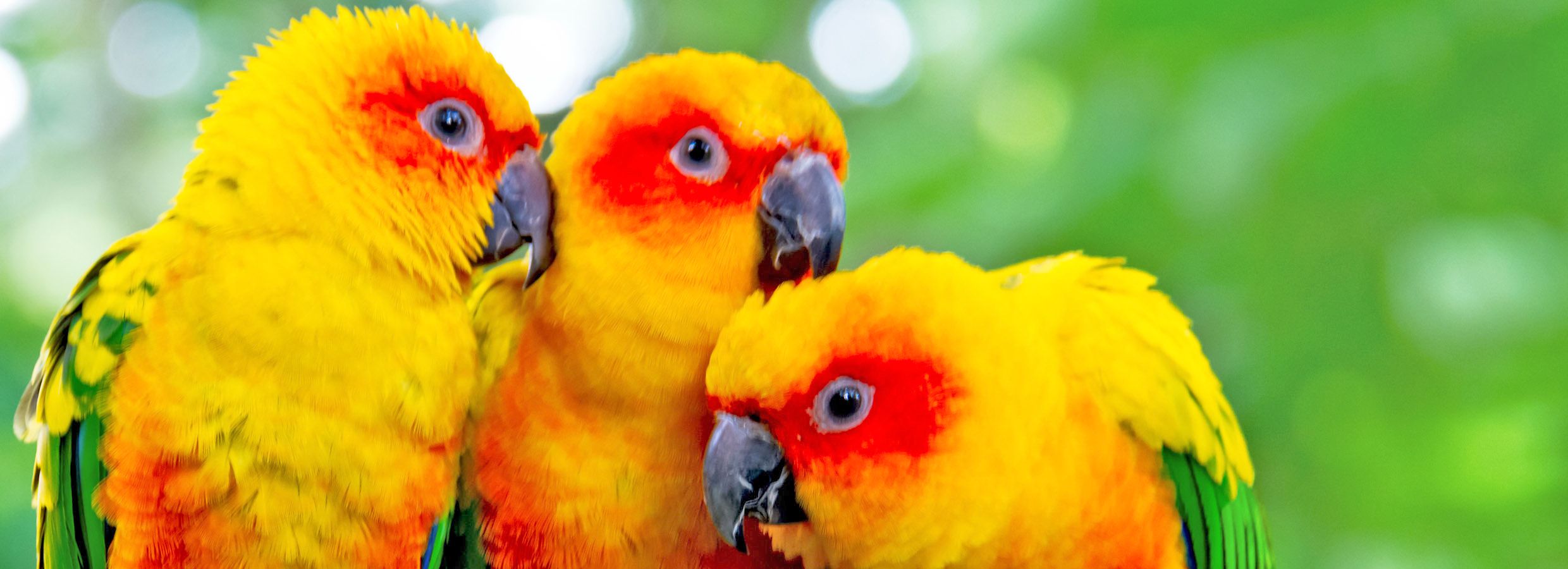 jenday conure price at petco