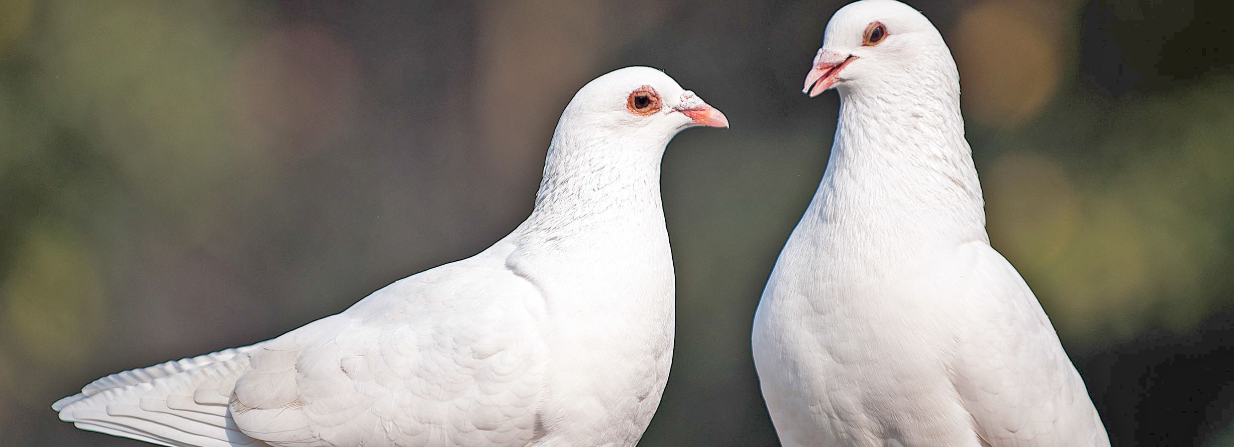raising doves as pets