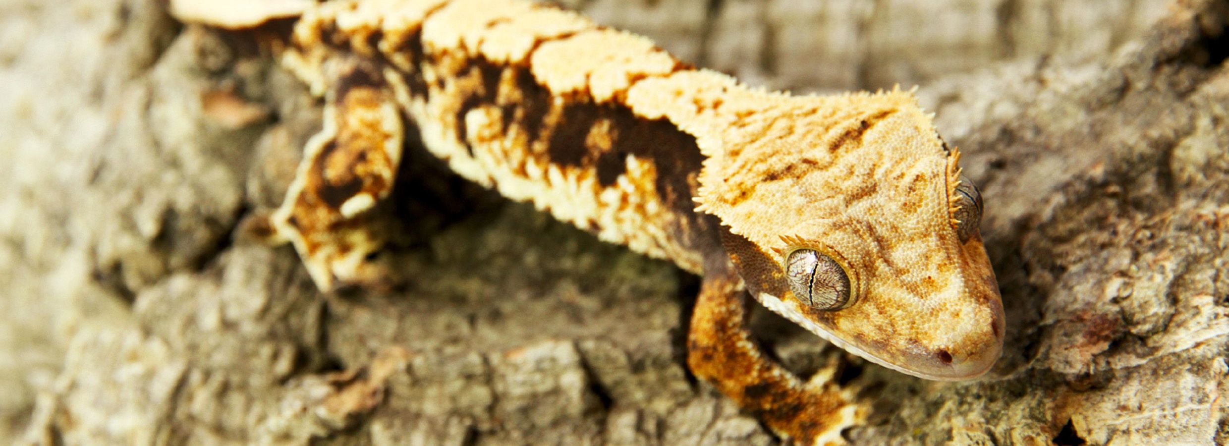 Crested gecko sales price petsmart