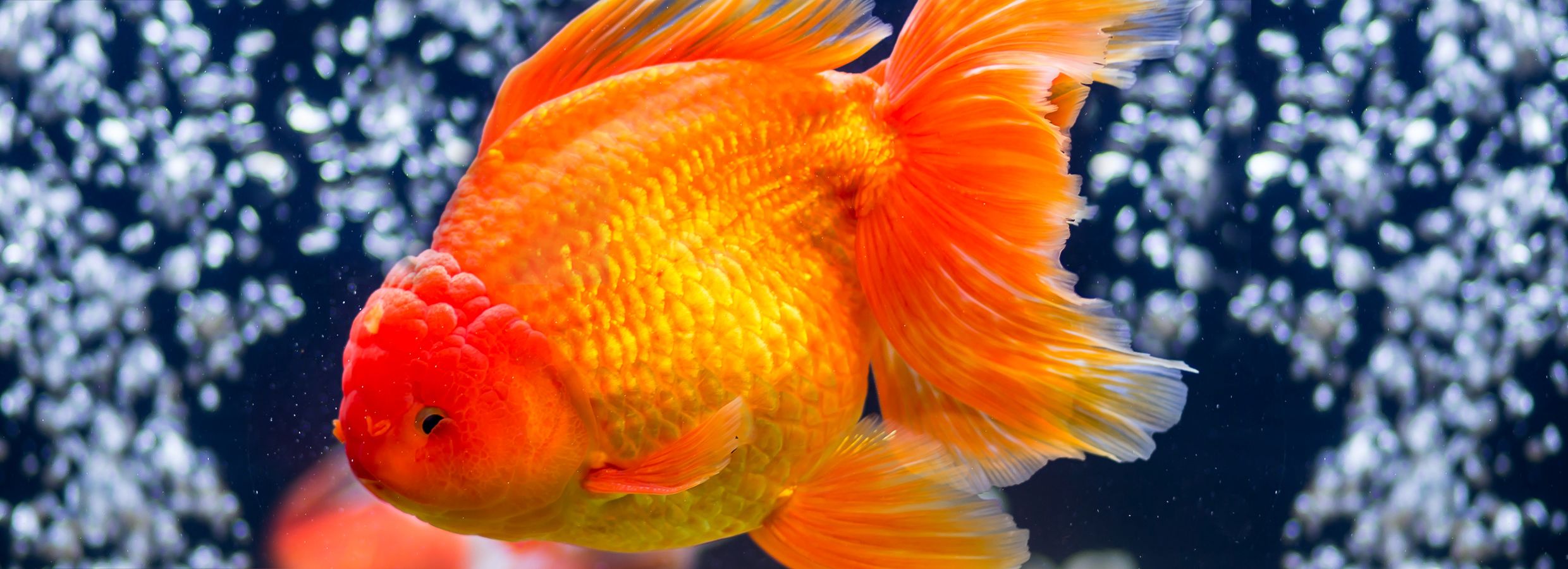 How to Take Care of Your Fancy Goldfish