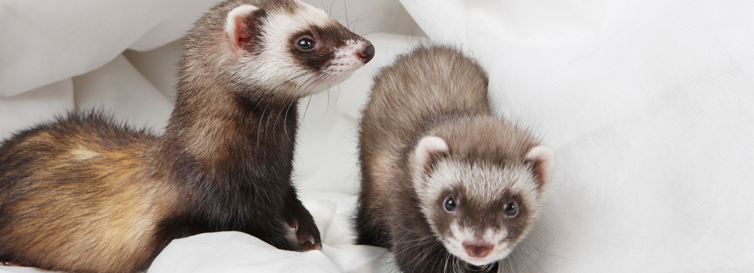 petsmart ferret cage