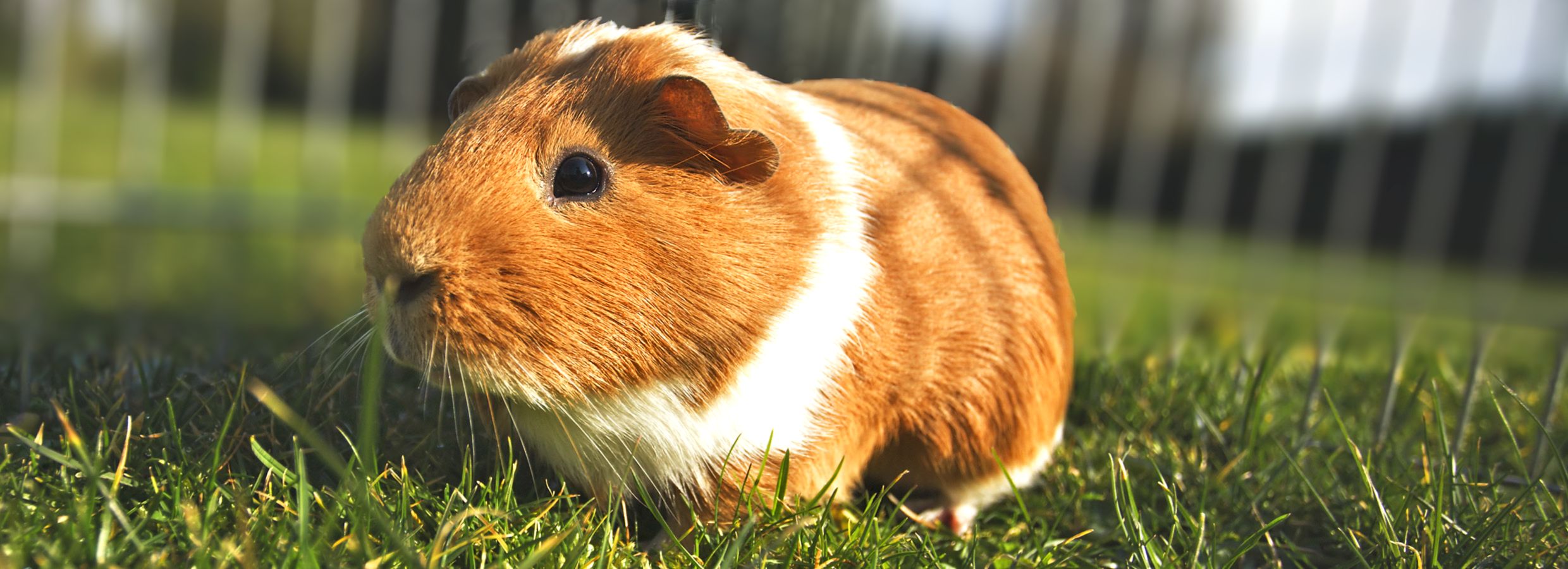 edible guinea pig house