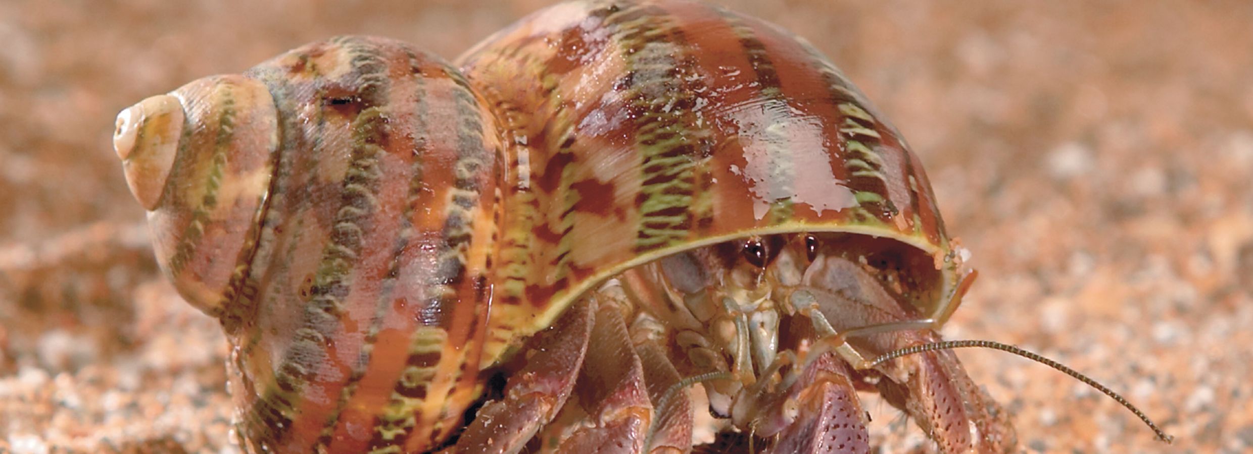 Fresh food hotsell for hermit crabs