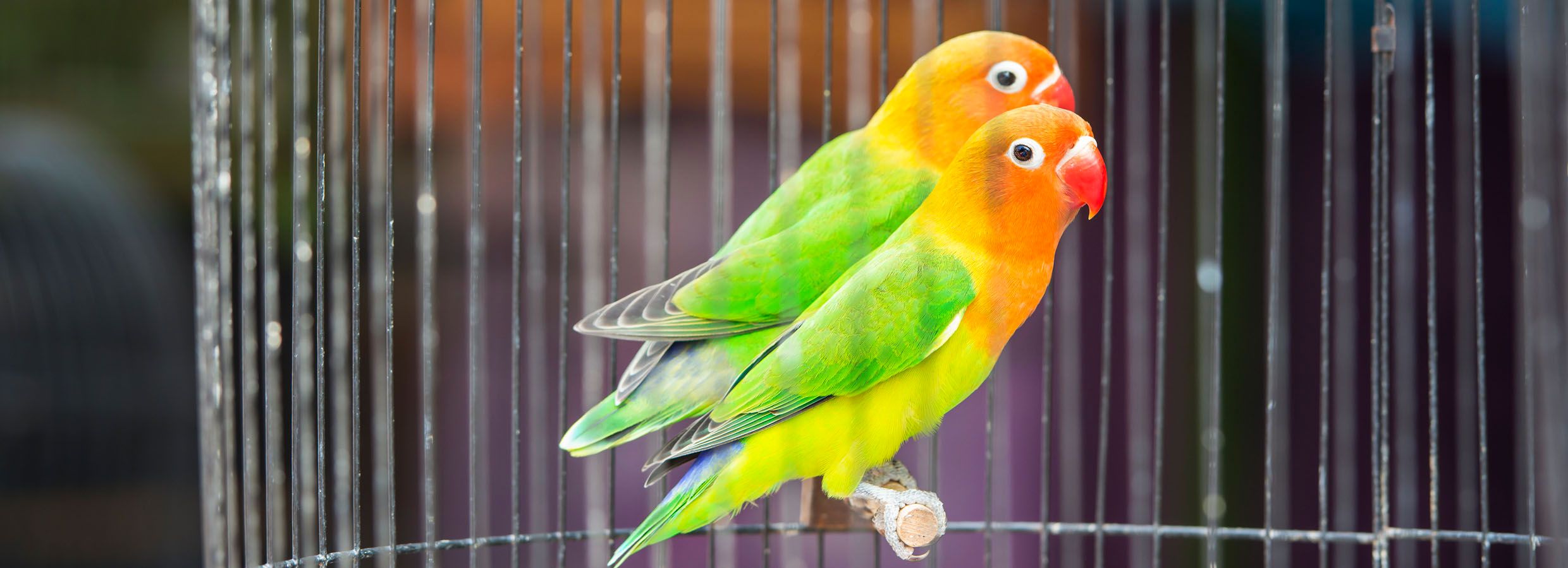 Lovebirds as Pets: Supplies \u0026 Care 