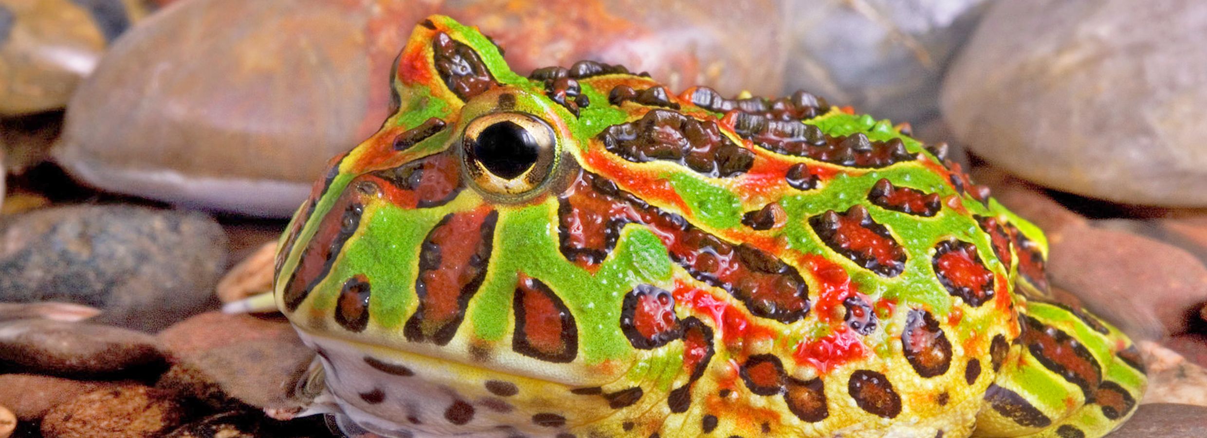 different types of pacman frogs