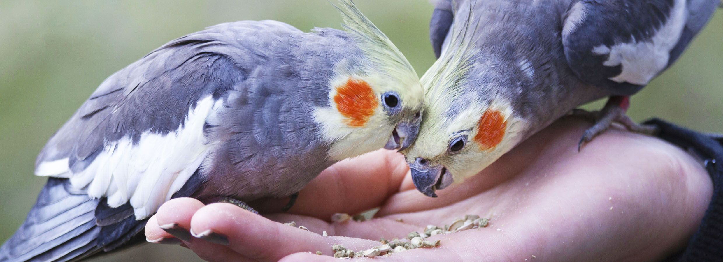 cockatiel feeding