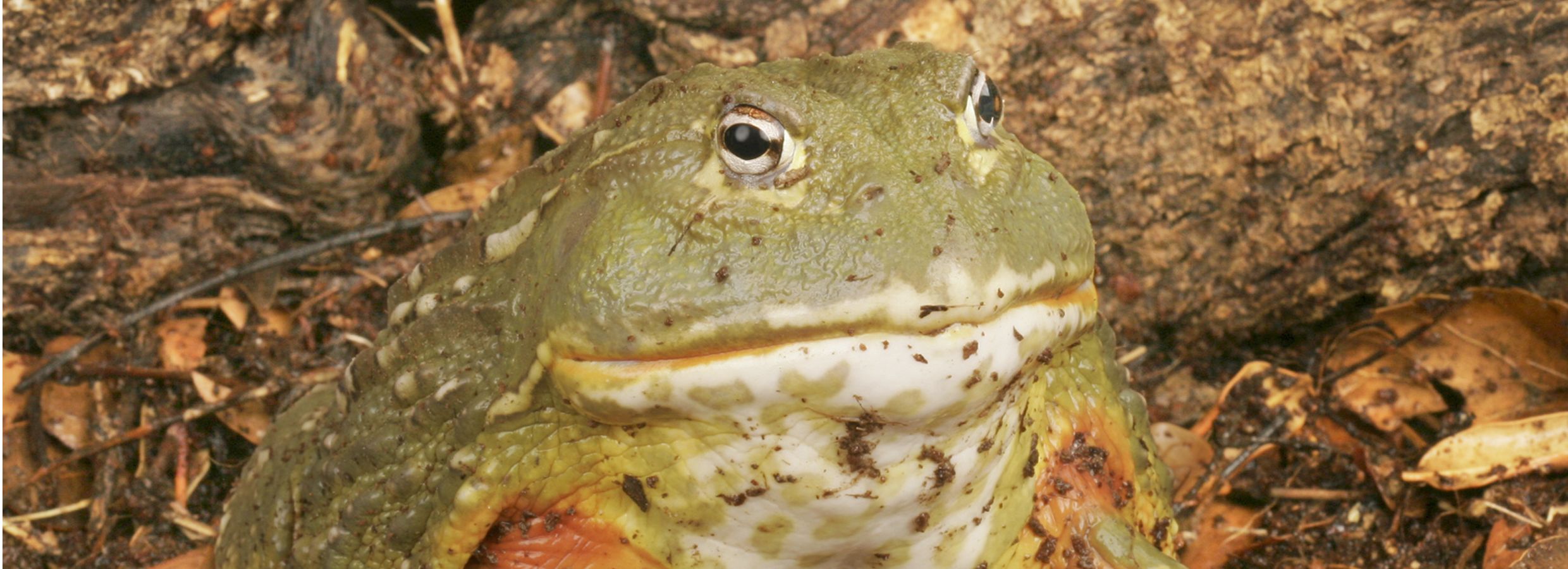 African dwarf shop frog food petsmart