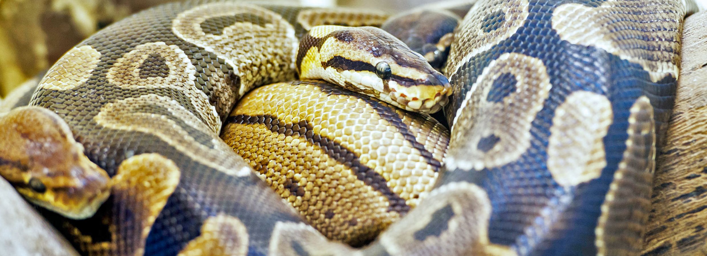 ball python for sale petsmart