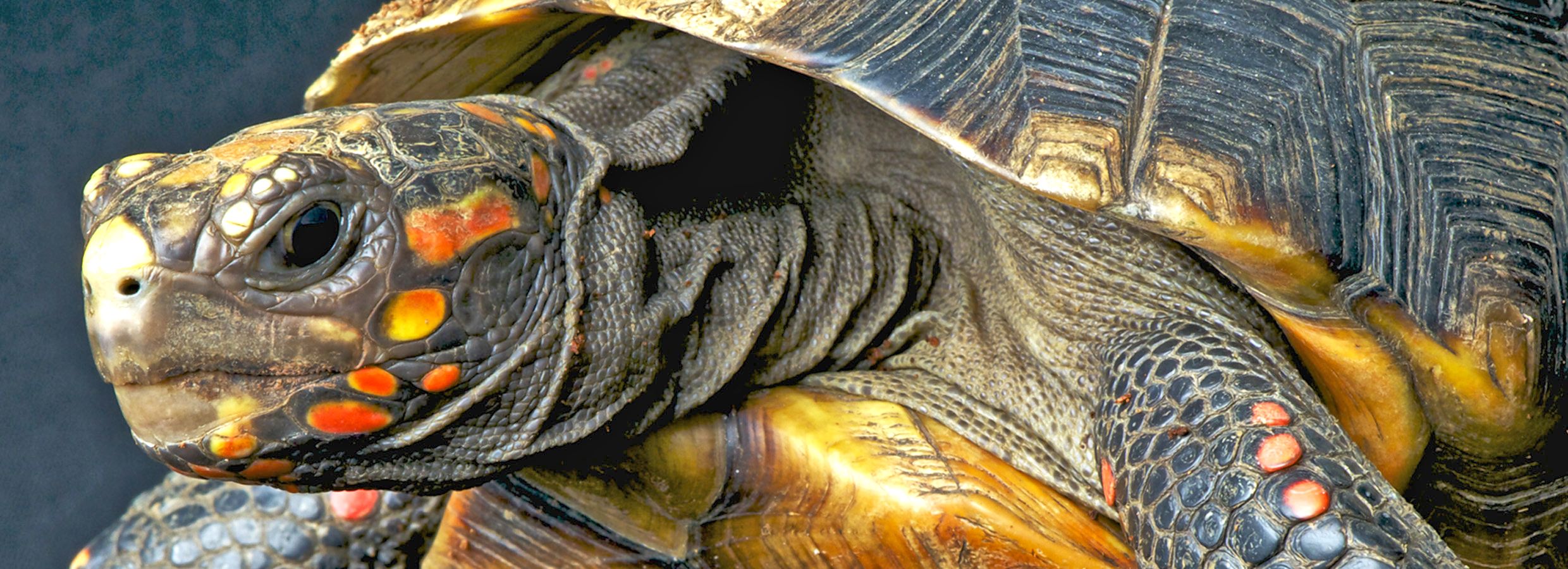 red footed tortoise for sale at petco