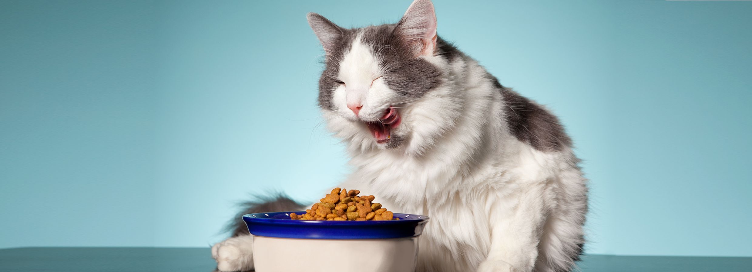 Petsmart senior outlet cat food