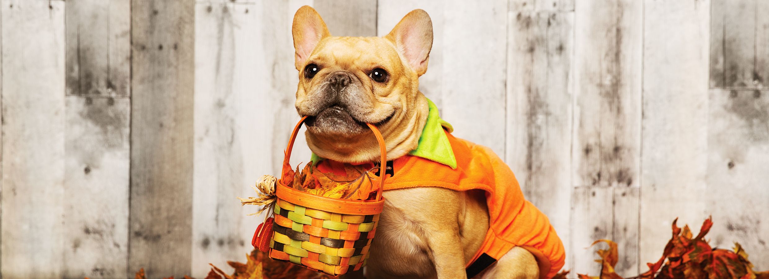 Pet Costumes A trend of of cuteness