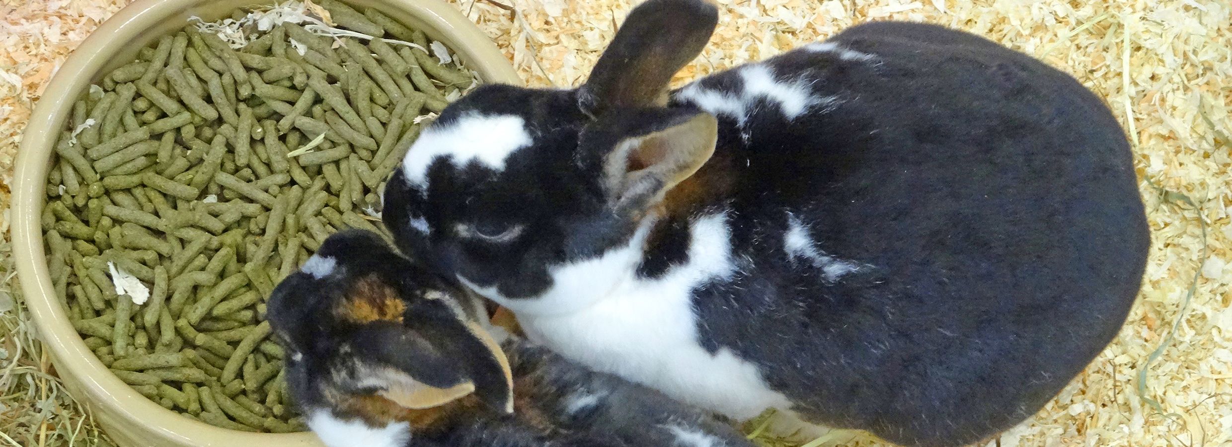 Petsmart bunnies hotsell