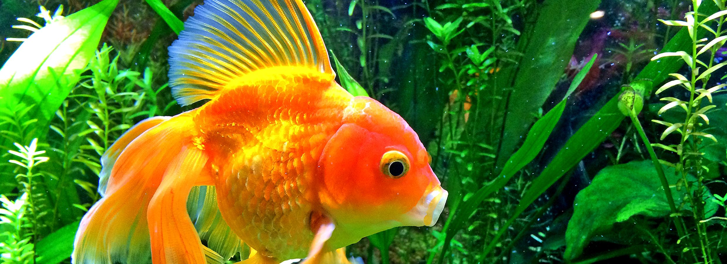 Petsmart store aquatic plants