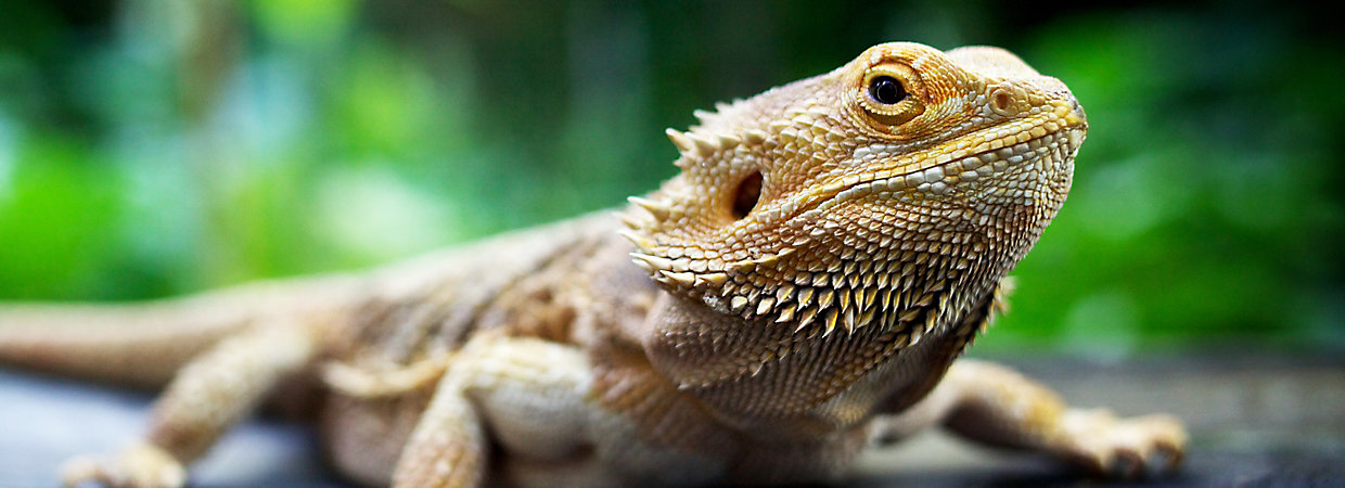 Is It Good To Get A Bearded Dragon From Petsmart?