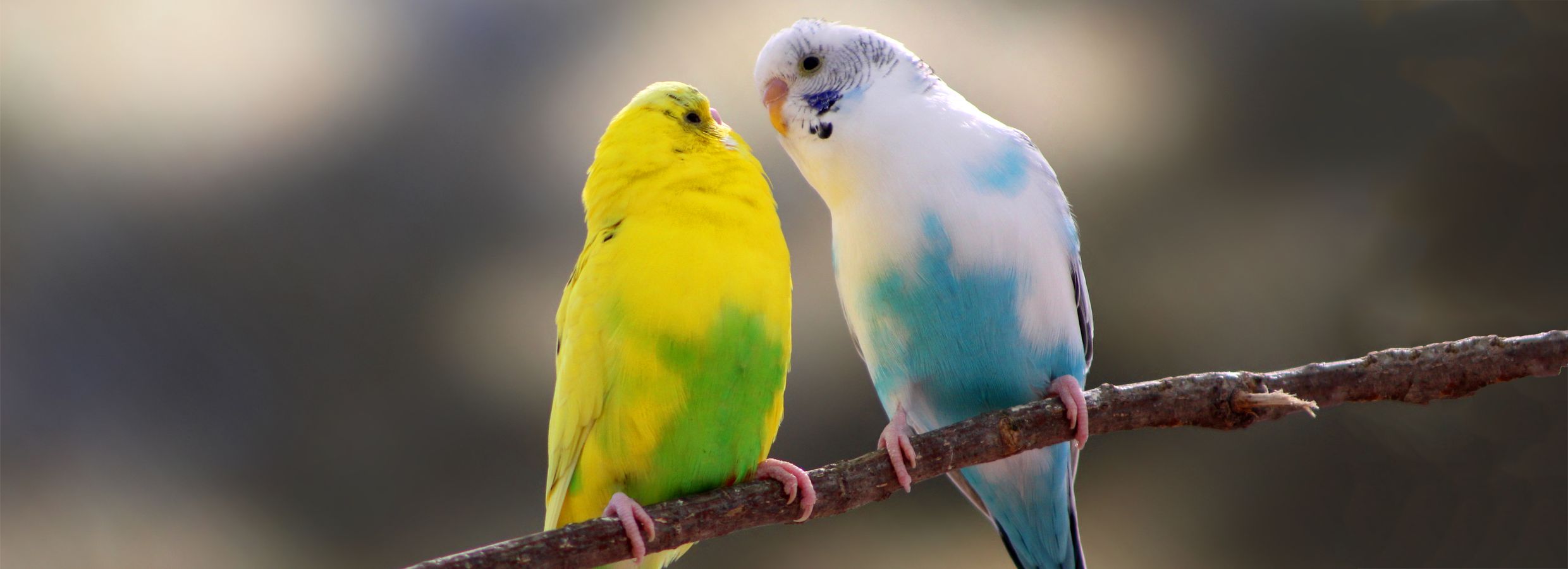 Budgerigar petsmart hot sale