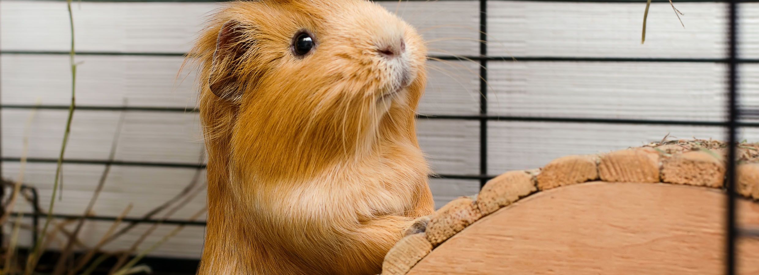 Do you keep 2024 guinea pigs indoors