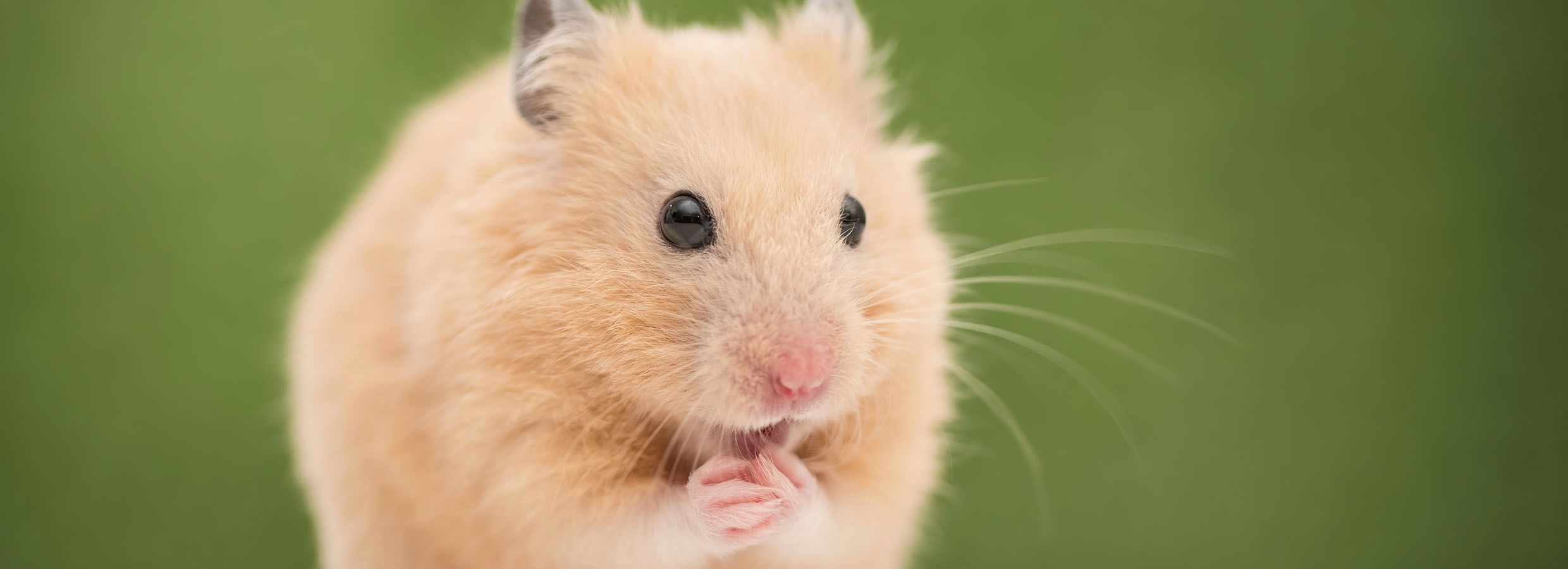 Syrian Hamster Care, Facts, Colors, Life Span - Shorthair & Longhaired