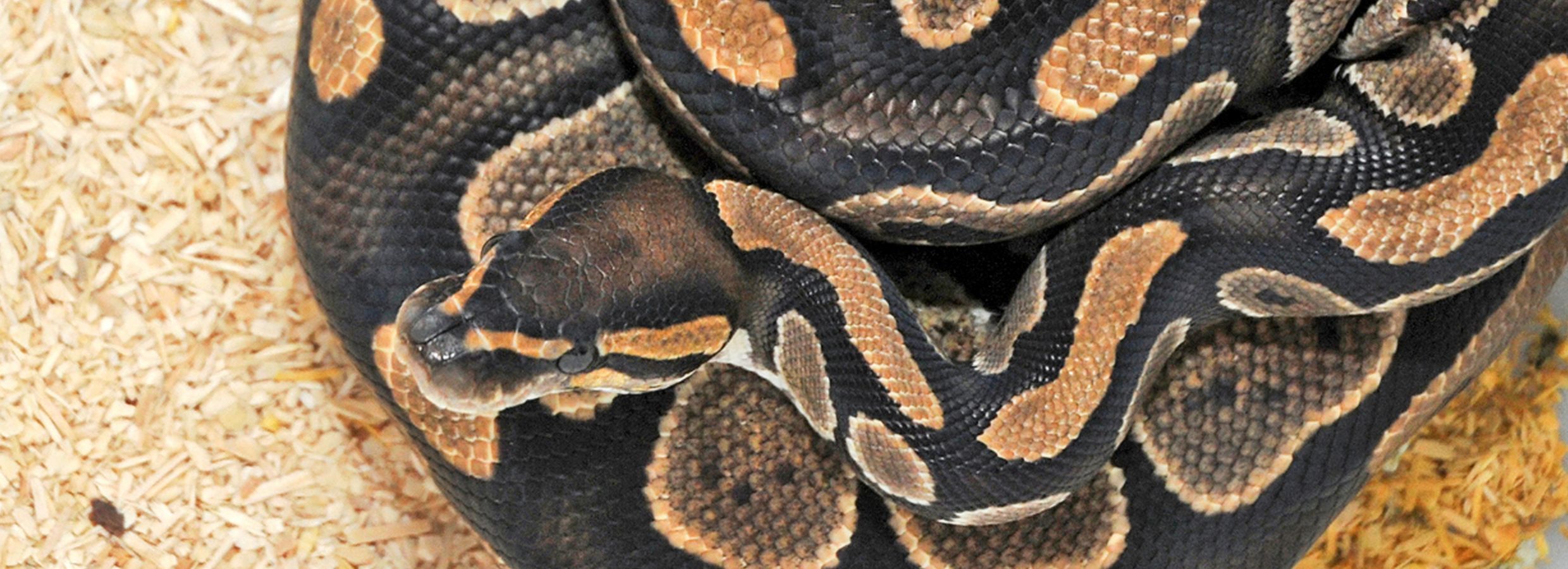 Pet snake acts as a hair scrunchie