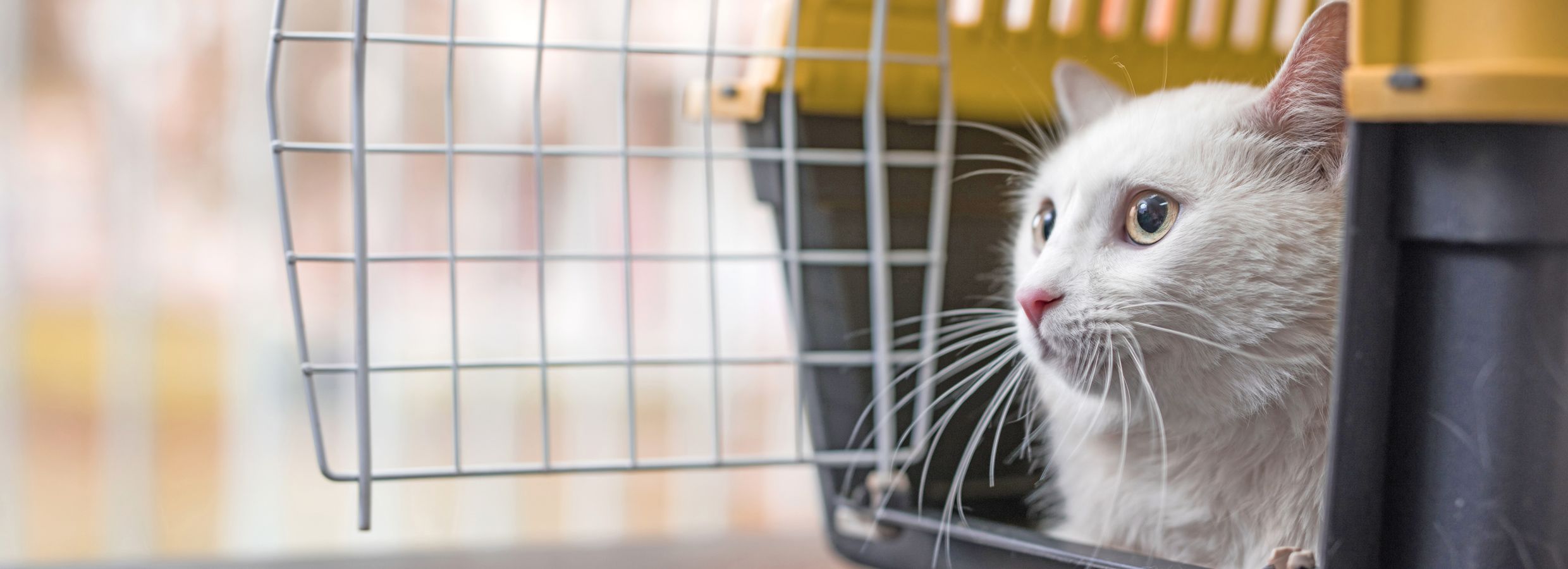 Choosing The Best Cat Travel Carrier Petsmart