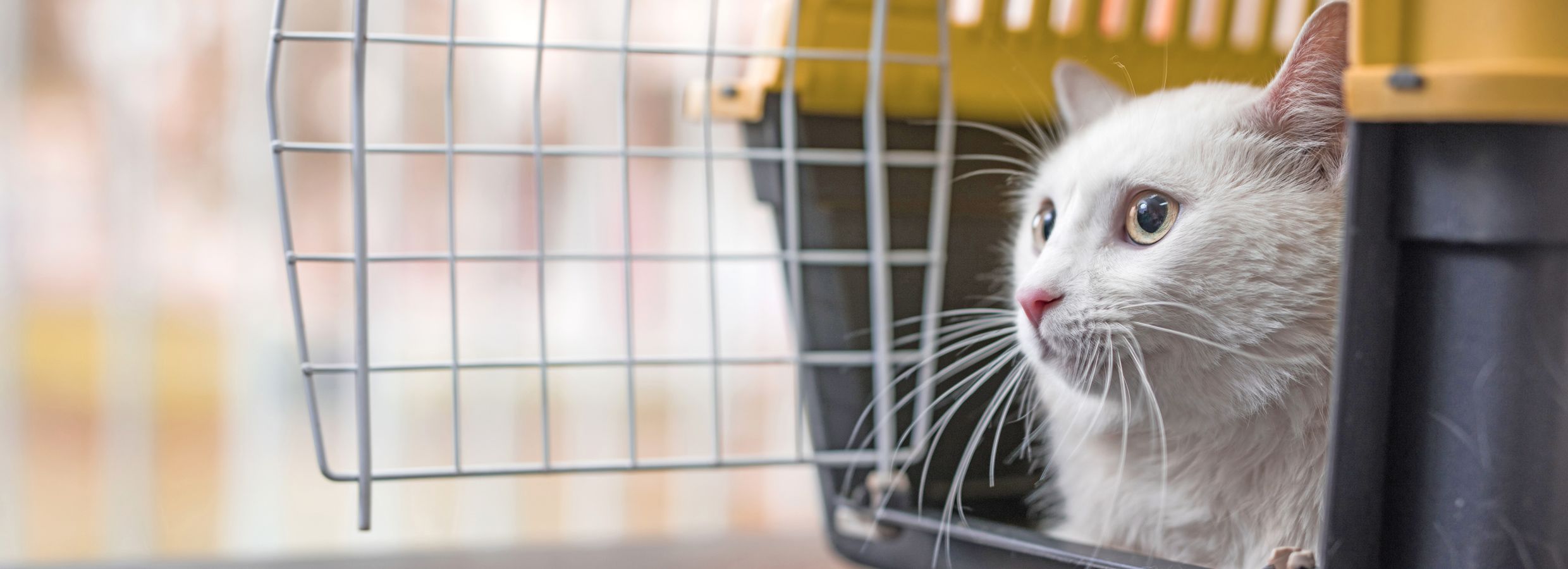 Hard Vs. Soft Cat Carriers: Which is Right For You?