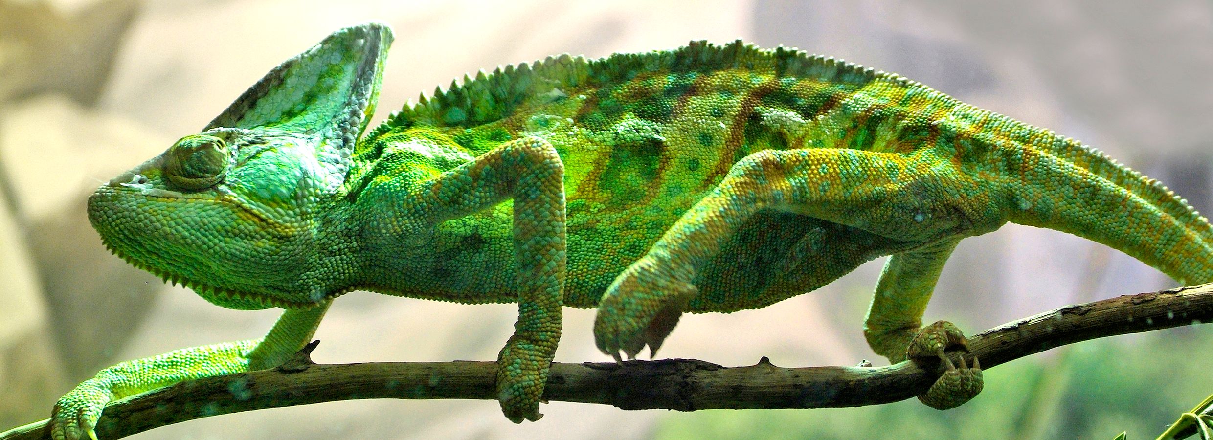 Caring for Pet Chameleons  