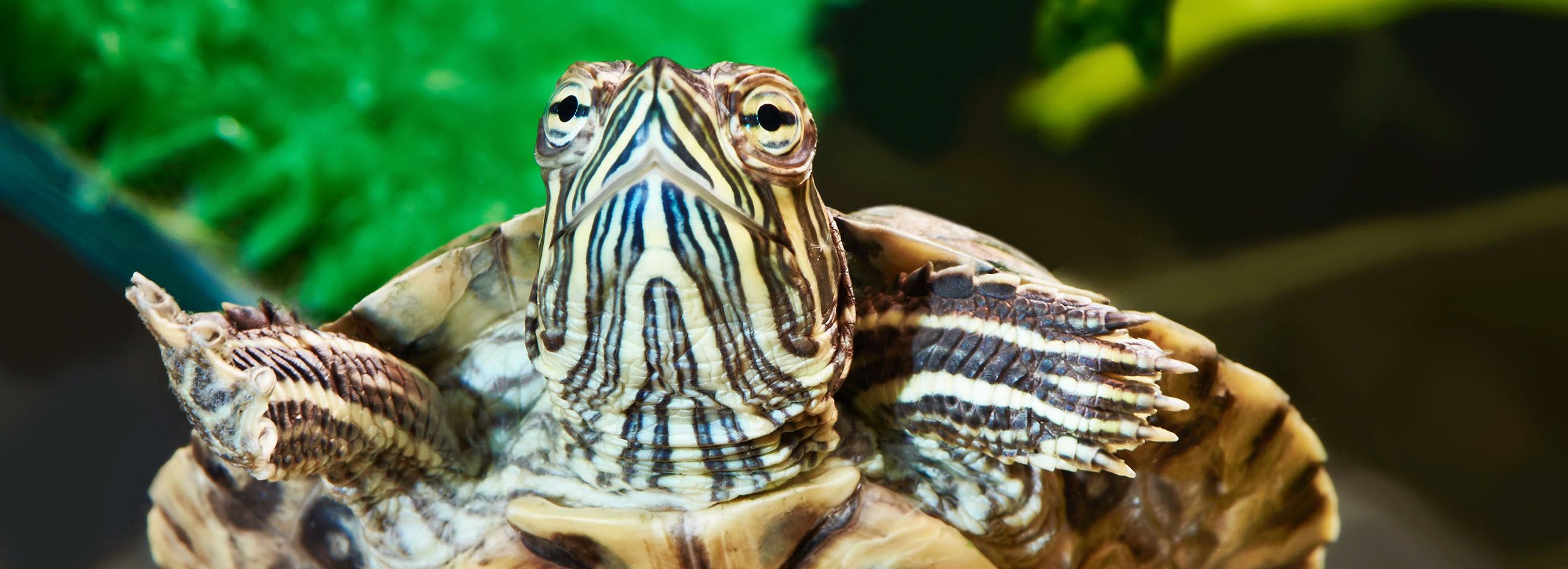 Tips For Cleaning And Maintaining Your Turtles Habitat