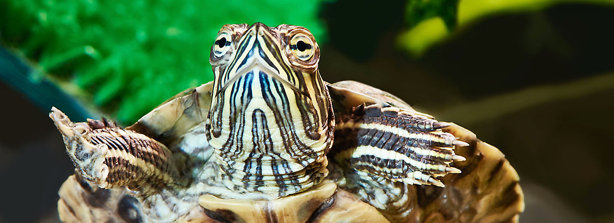 How to Clean a Turtle Tank or Tortoise Habitat | PetSmart