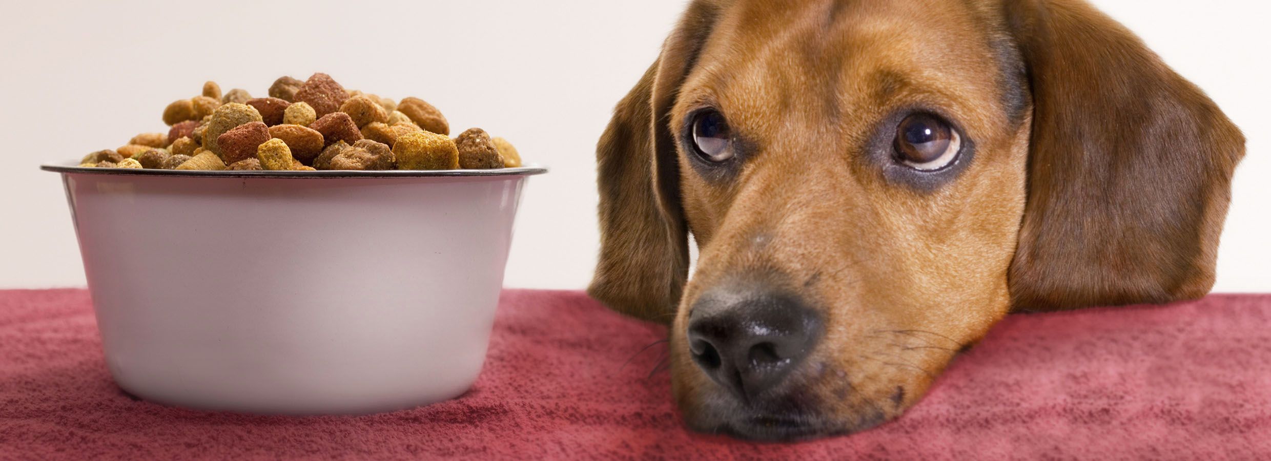 What Should You Do If Your Dog Won t Eat PetSmart