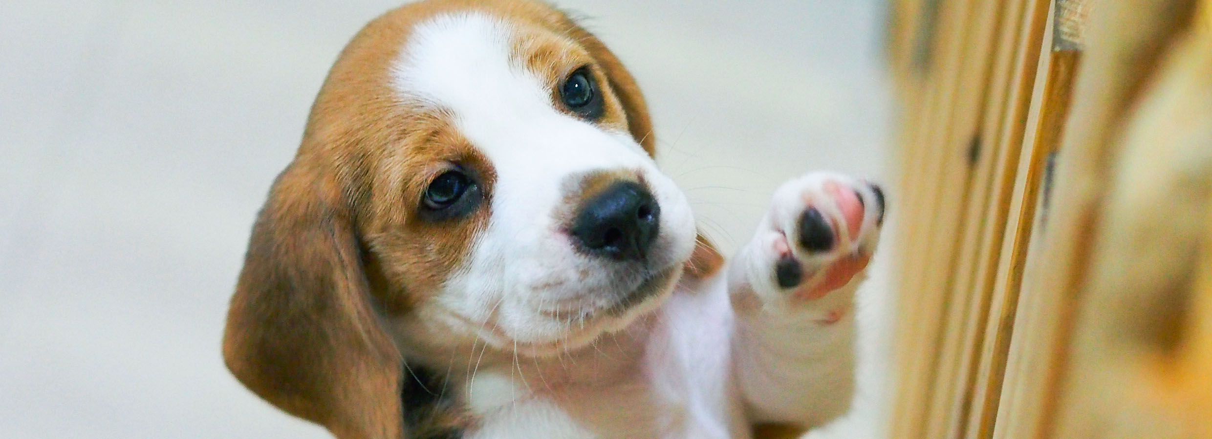 Dog Gates Pens for Indoors or Out PetSmart