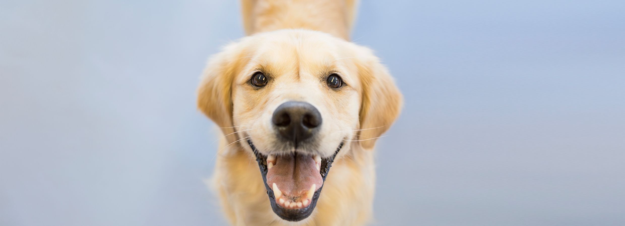 abc's of crate training