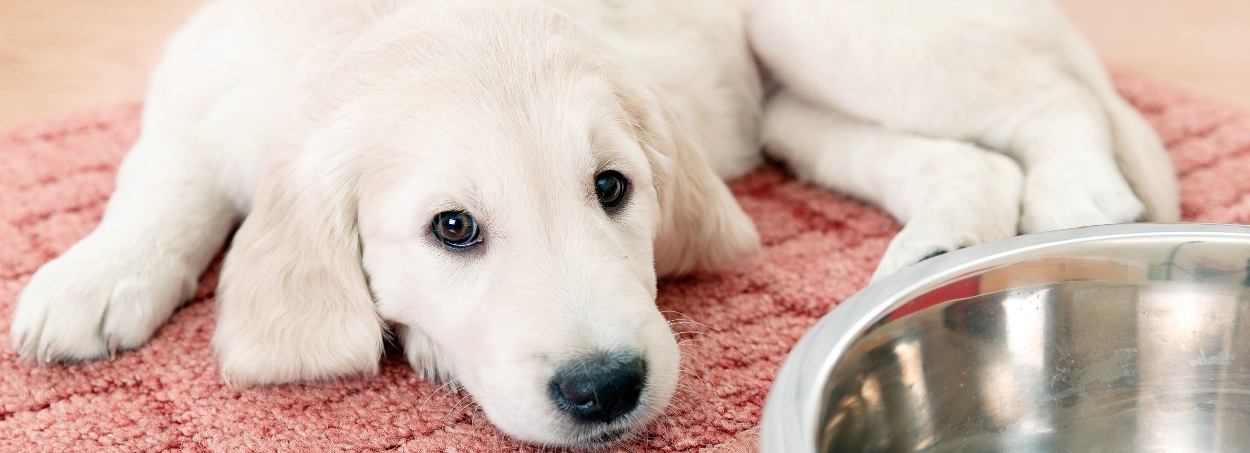 Benefits of Wet Dog Food PetSmart