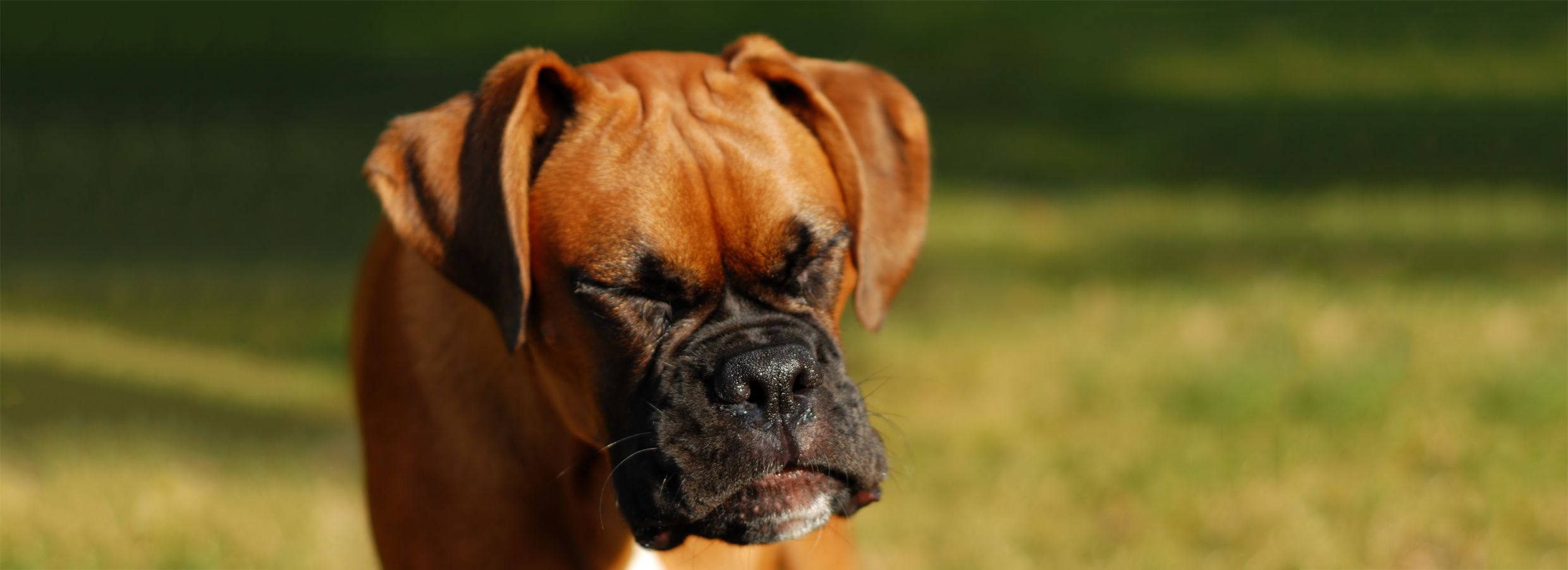 salmon allergy in dogs