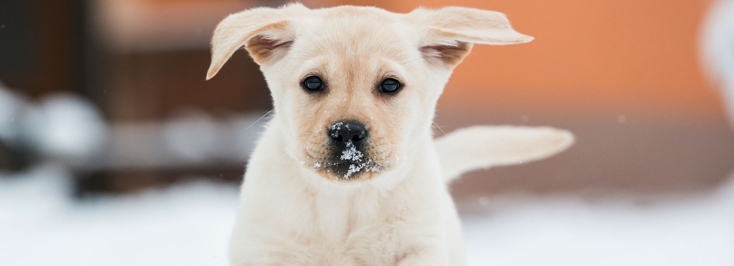 Dog ear plugs petsmart sale