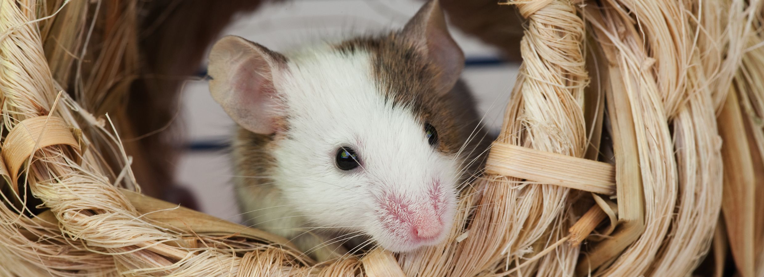 Hamsters, Gerbils, Rats & Mice Care Guide