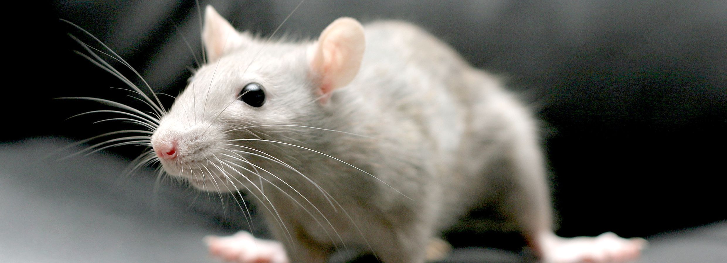 pet rat cages petsmart