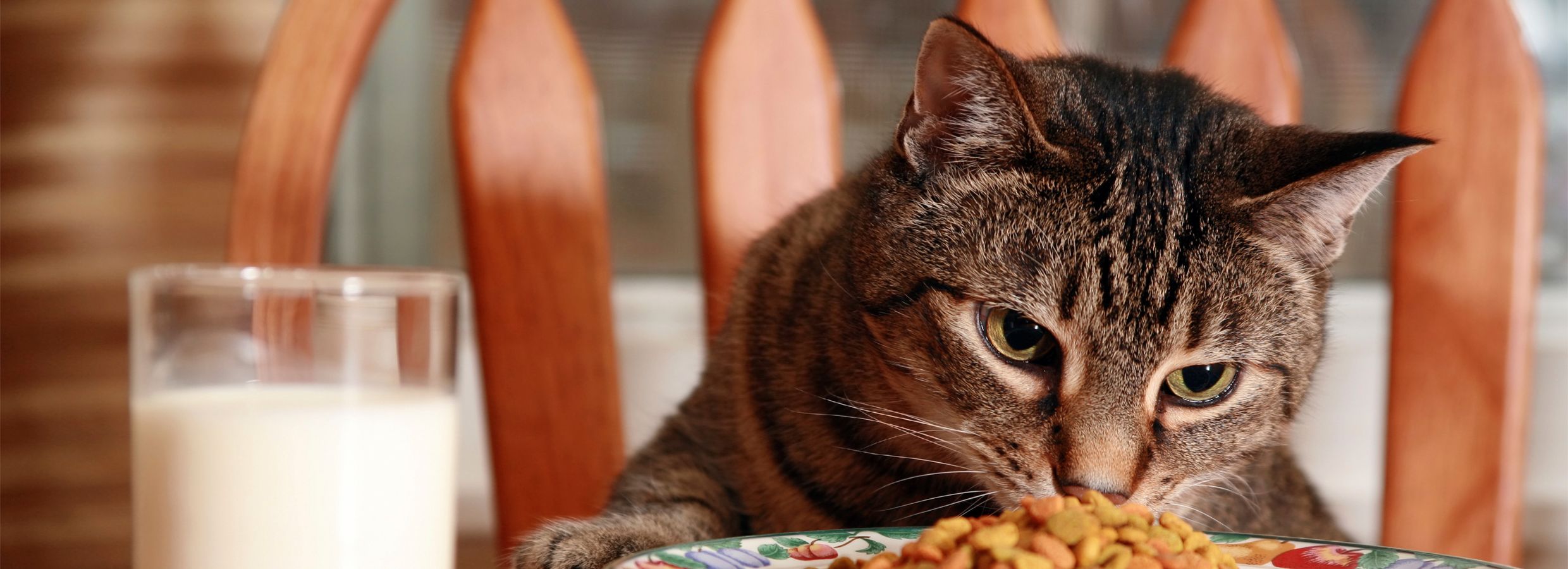 Is cat food edible for outlet humans