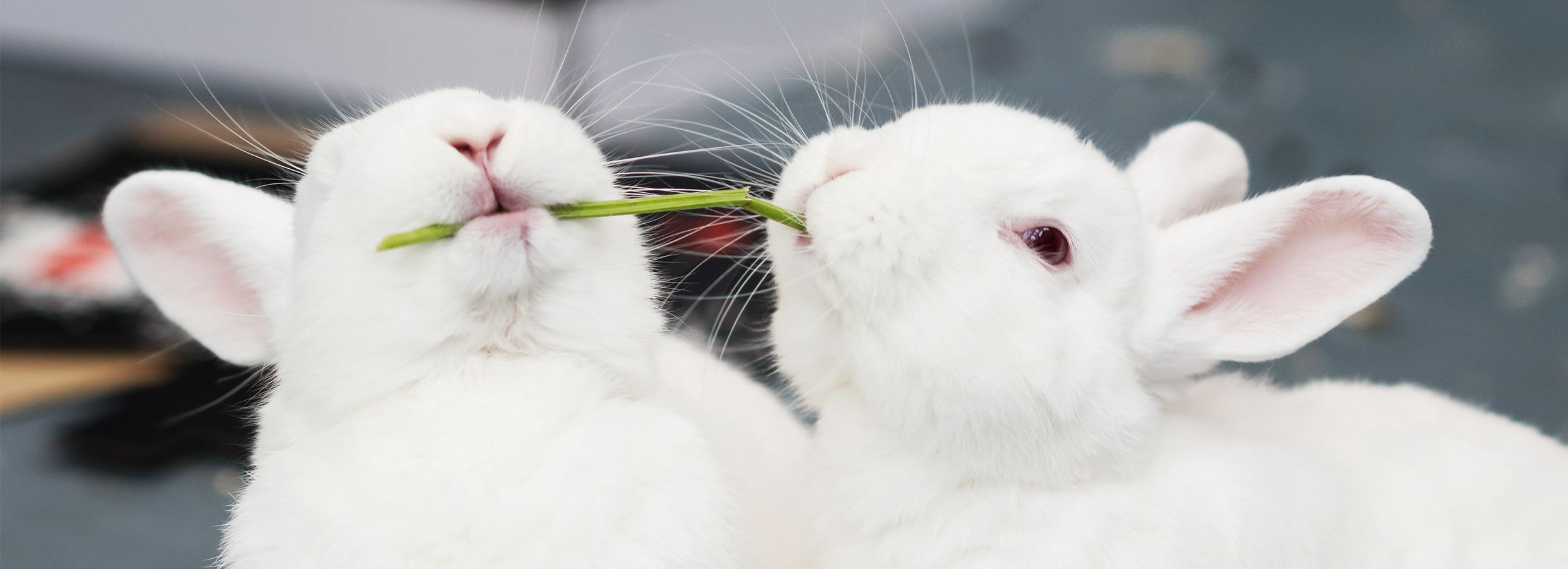 Rabbit best sale toys petsmart