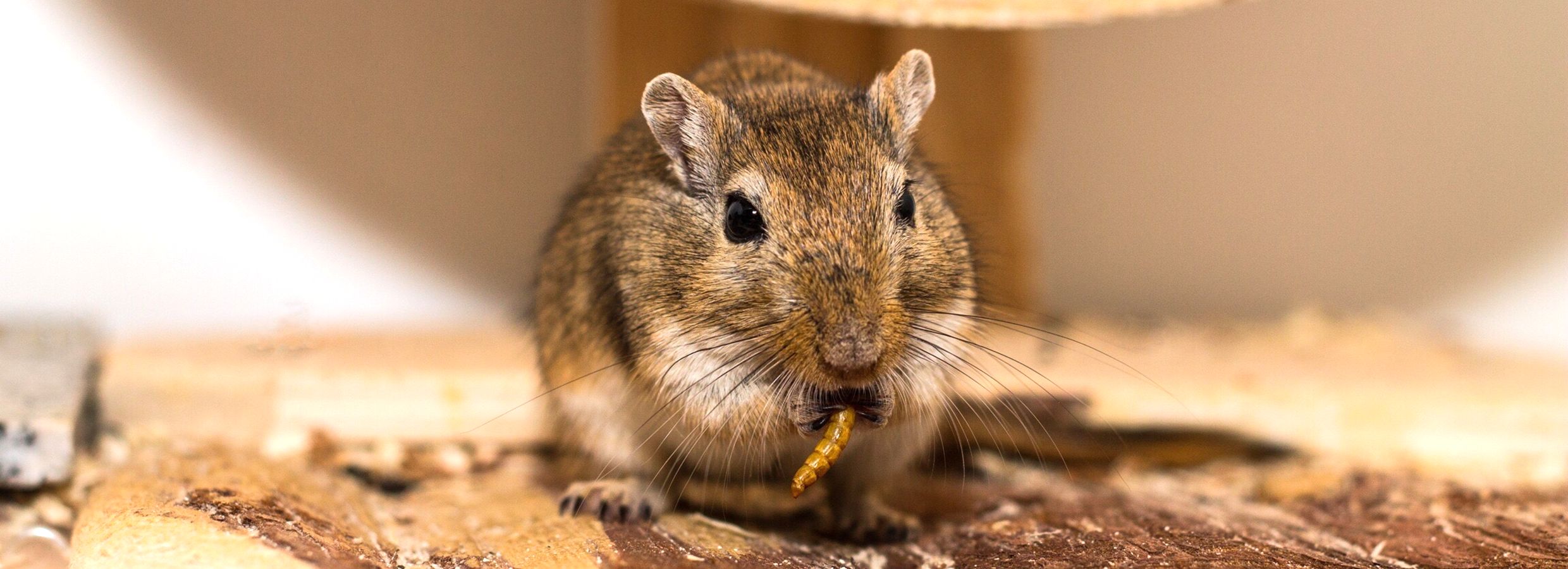 Gerbil toys shop petsmart