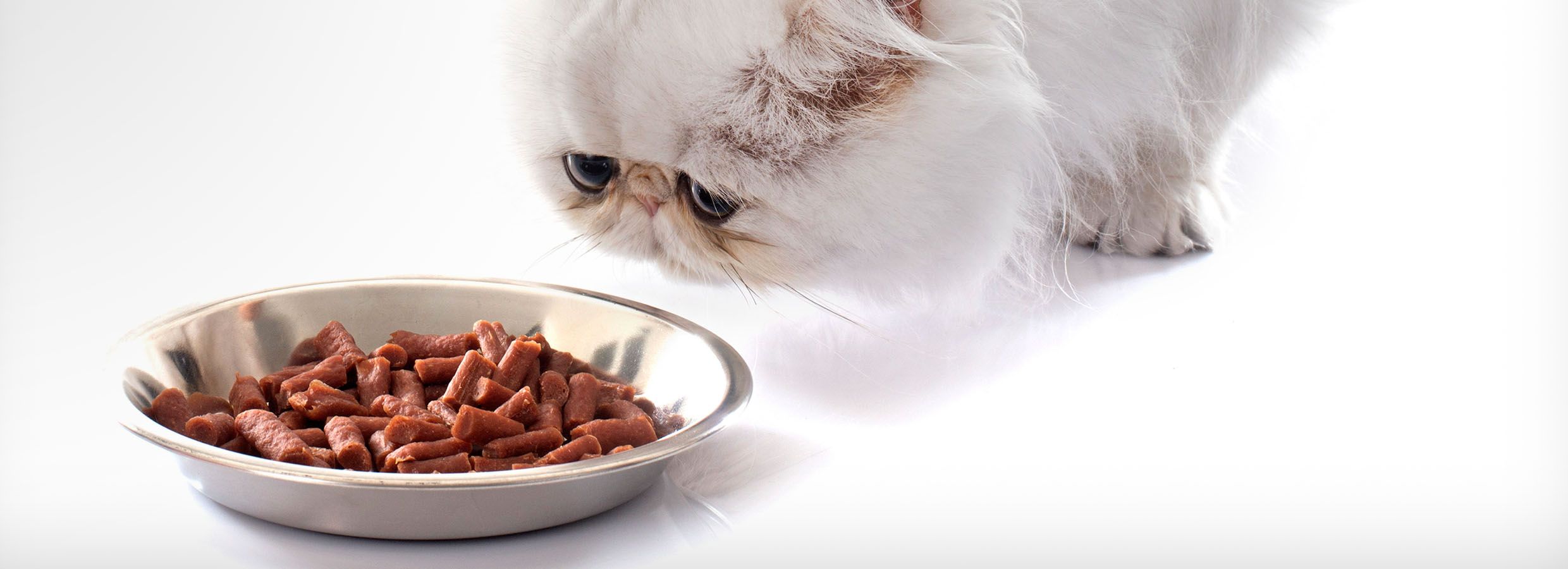 cat refuses to eat cat food