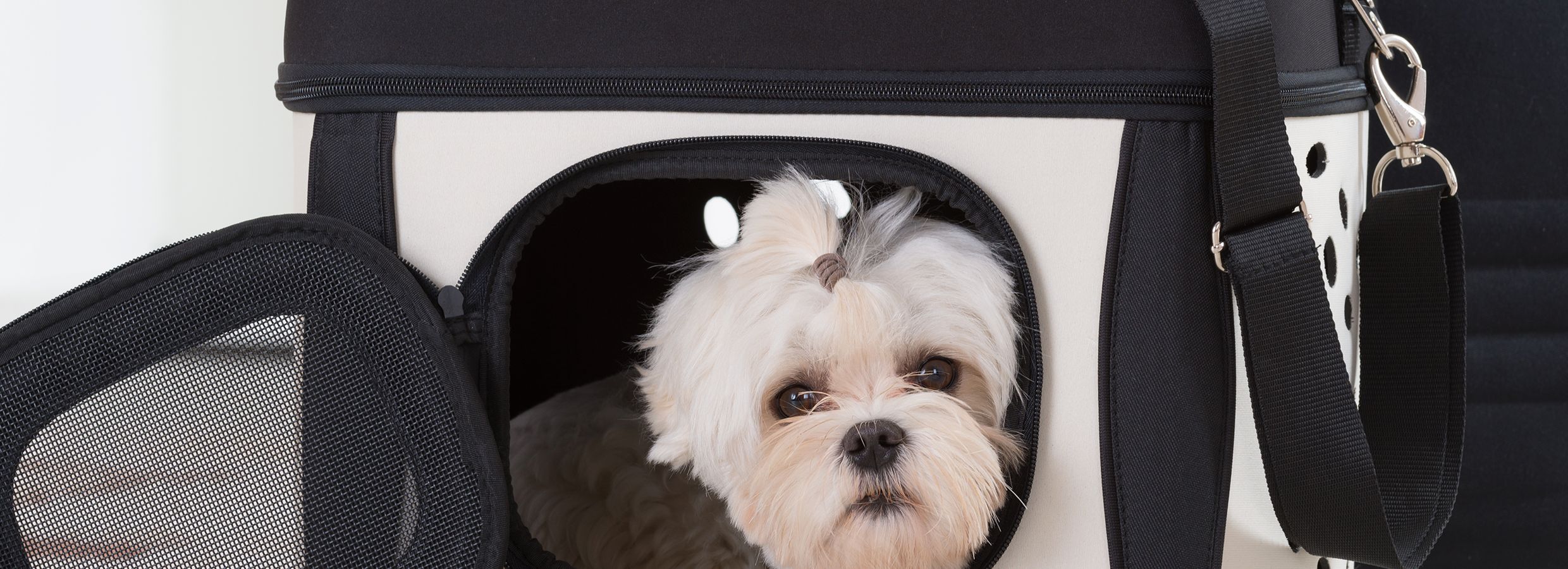 dog knocks down baby gate