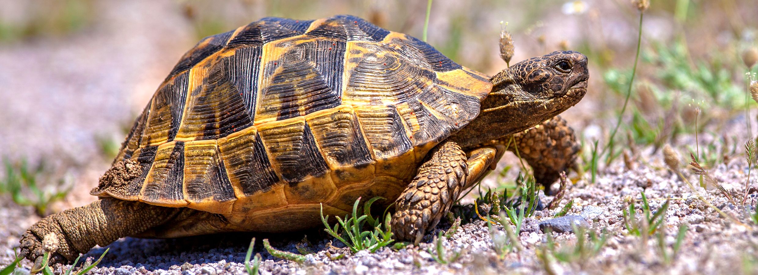 mediterranean tortoise size