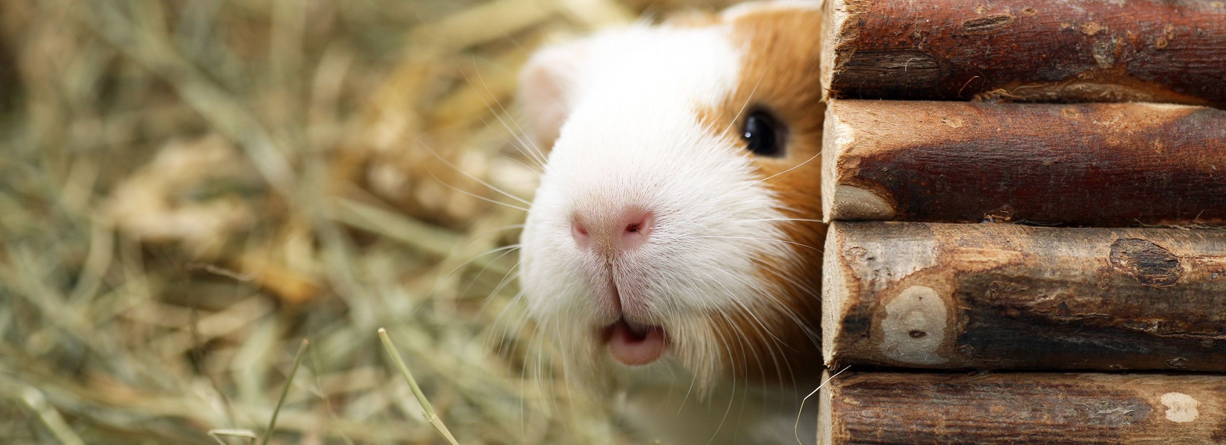 Guinea Pigs: Care, Facts & Information