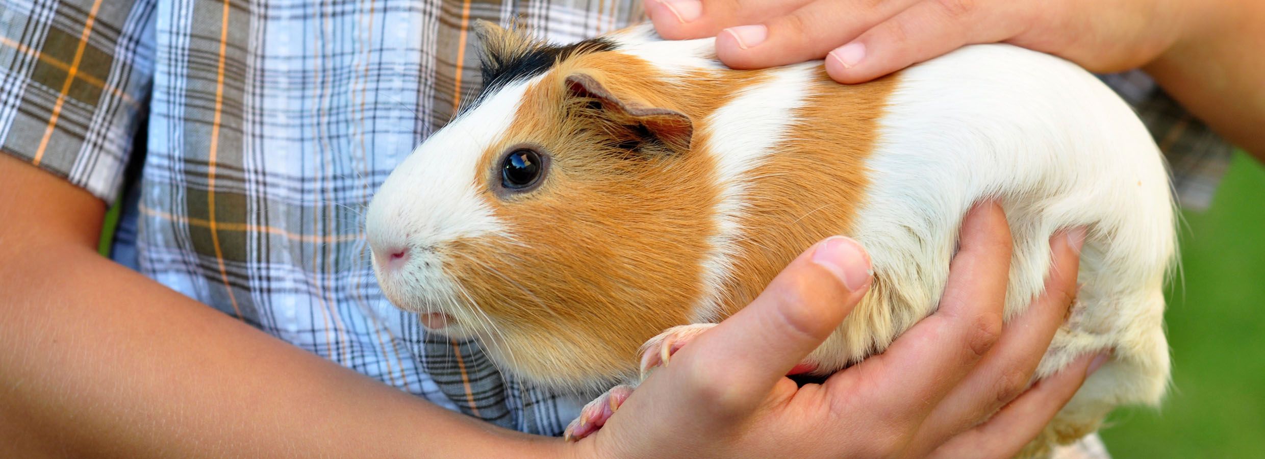 Guinea Pigs and Kids: Home and Classroom Pets