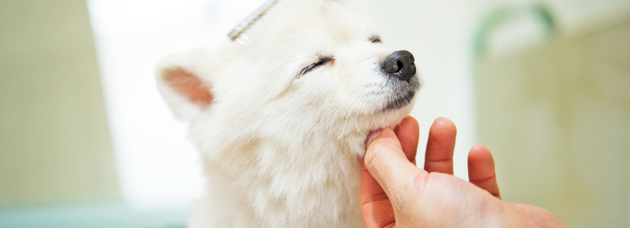 best way to remove knots from dog hair