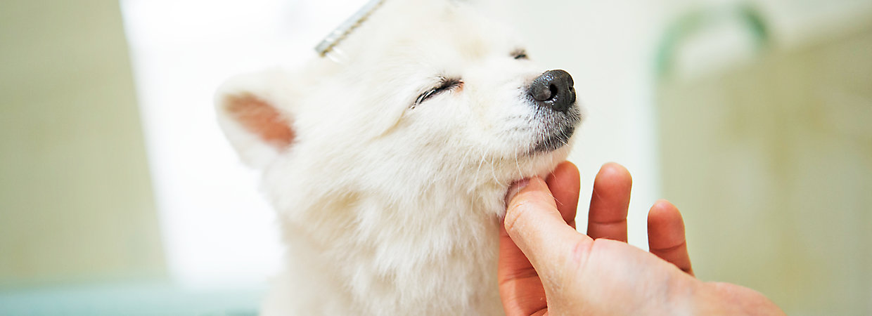 Dog Detangler: How to Remove Dog Hair Mats
