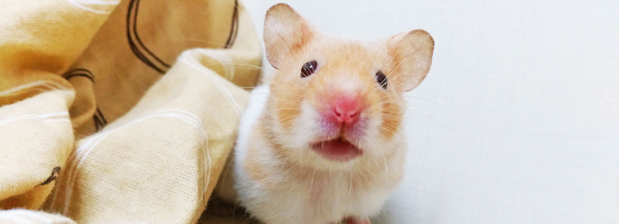 Hamster Care: What You Need To Know To Give Your Pet the Best Life