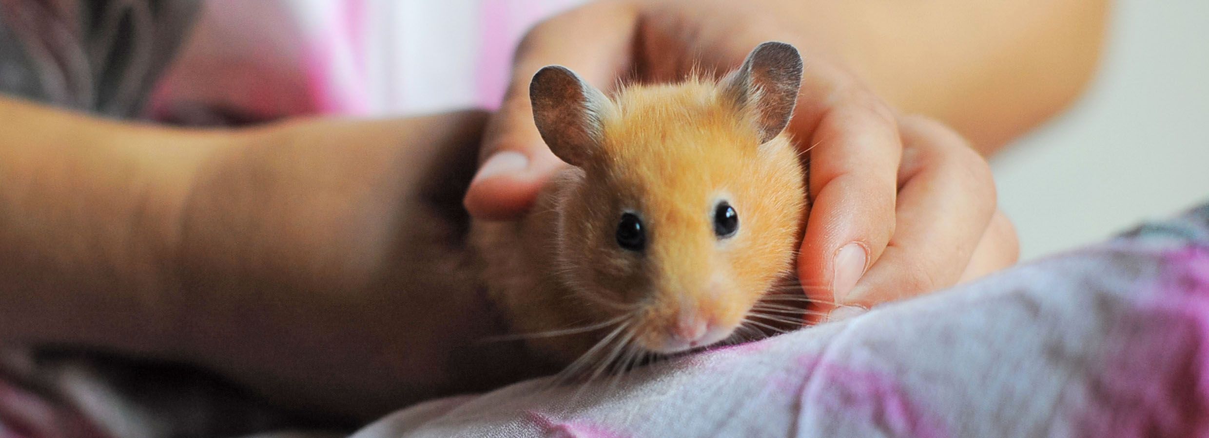 Are Hamsters a 'Good Pet'?